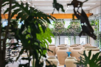 Parete vegetale con sotto dei vasi in ceramica